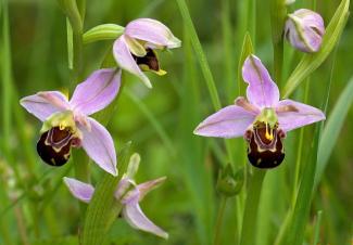 Bee Orchids DC via LH.jpg